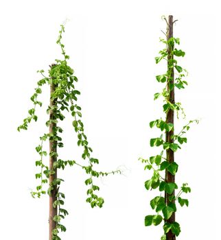 Vine Branch and leaves on wood isolated on white background