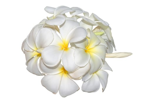 Frangipani, plumeria tropical flowers isolated on white. Clipping path