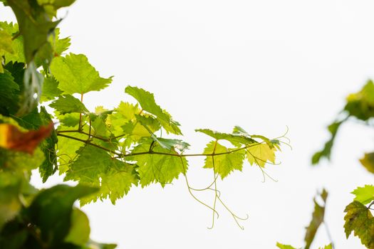 Vines foliage and Branch isolated on white background