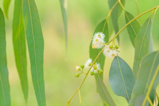 Eucalyptus leaves