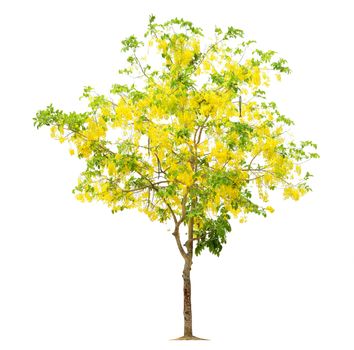 Tree flower yellow, Tree image, Tree object, Tree JPG isolated on white background