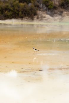 An image of a Pied Stilt in New Zealand standing in water