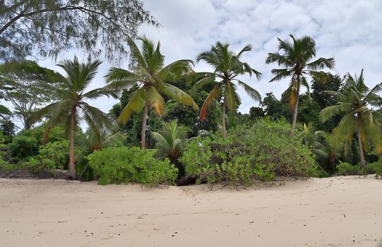 Sunny day beach view on the paradise islands Seychelles.