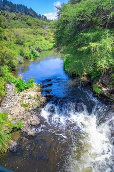 An image of a small river with green plants New Zealand