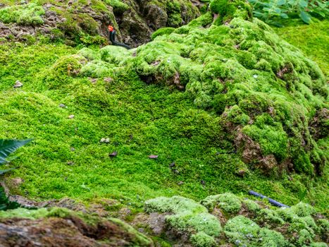 fern and moss and little plant growing on tree and rock