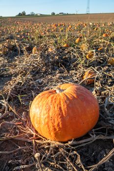 An image of a typical field of pumpkin