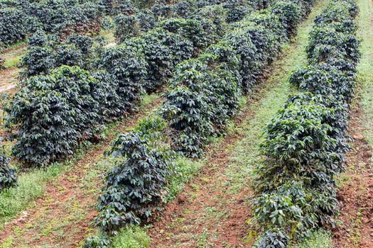 Coffee bushes organic coffee plantation  on the Pak Se District