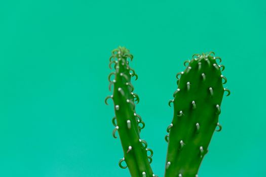 Close-up of cactus and green background