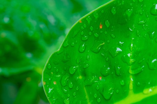 A close up shot of water droplets on the green leaves