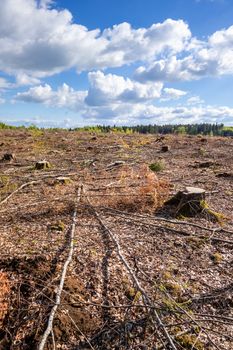 An image of a cleared forest outdoor scenery south Germany