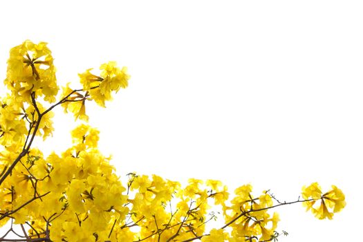 big branch plant with round fluffy yellow flowers