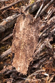 An image of a piece of bark with traces of the Bark Beetle