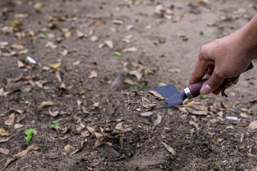 Photos of a spoon handle to dig the soil with a small green tree.