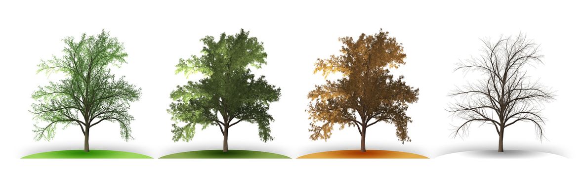 An illustration of a tree in four seasons