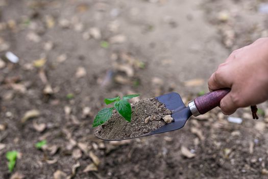 Photos of a spoon handle to dig the soil with a small green tree.