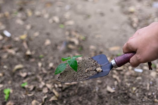 Photos of a spoon handle to dig the soil with a small green tree.