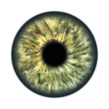 An illustration of a dark green brown human iris
