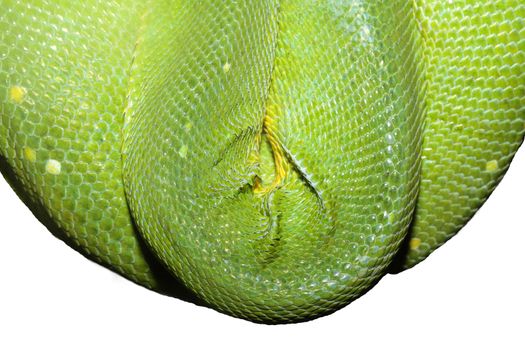 close up green snake skin on white background