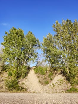 An image of a bushes and sky nature background
