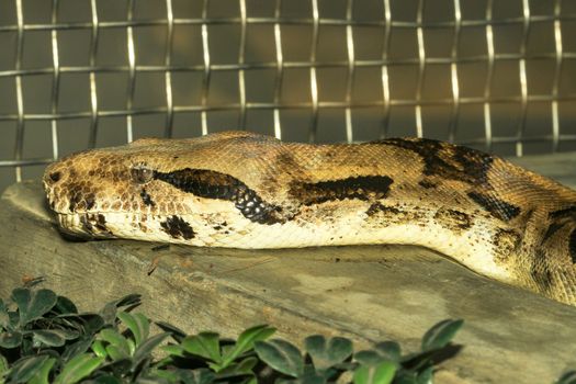Close up head boa constrictor snake
