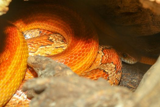 Orange corn snake in cave