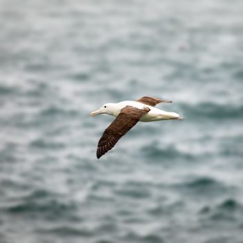 An image of an Albatross bird in the sky at Taiaroa Head New Zealand