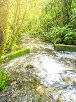 An image of a typical forest with stream in New Zealand