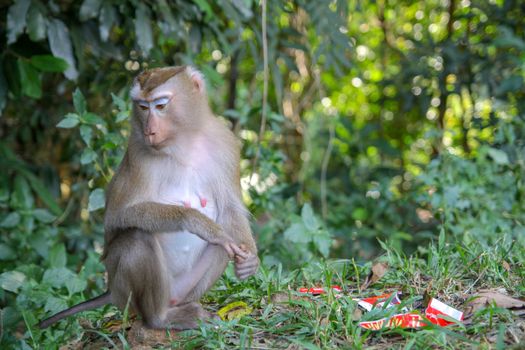 Monkey sitdown near Garbage in side forest.
