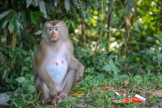 Monkey sitdown near Garbage in side forest.