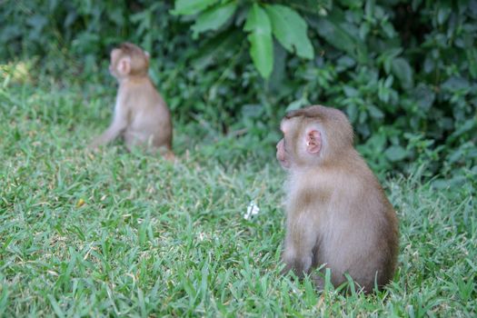 Baby monkeys sitdown in front of forest .