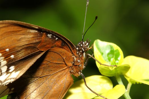 close up brown butterfly in garden ,thailand