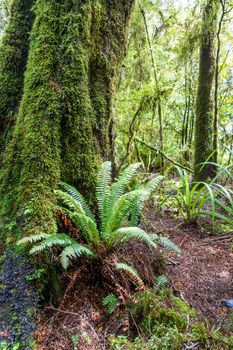 An image of a typical fern in New Zealand