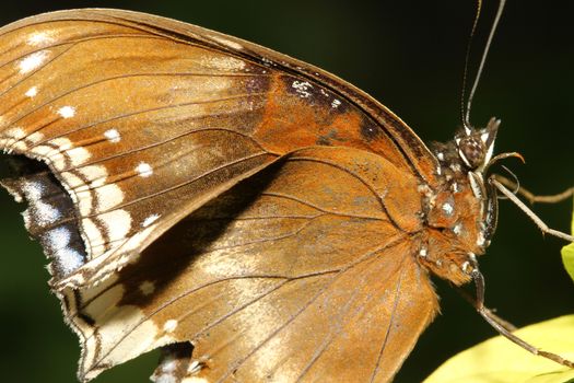 close up brown butterfly in garden ,thailand