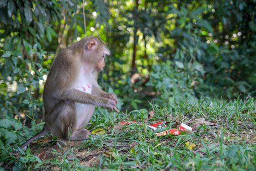 Monkey sitdown and look Garbage in side forest