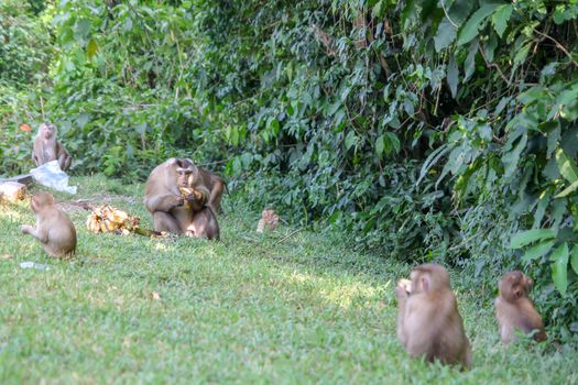 Big monkey eat banana at center group .
