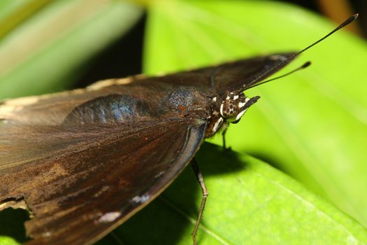 close up brown butterfly in garden ,thailand