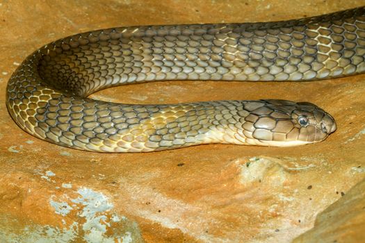 Close up big king cobra snake at thailand