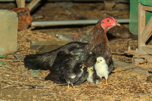 Hen fighting cock raising baby chick