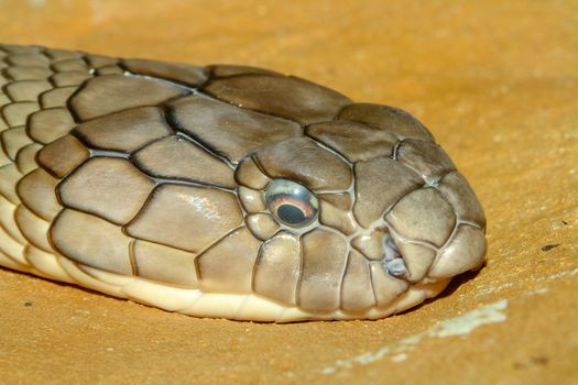Close up head king cobra snake at thailand
