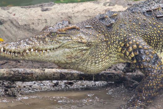 crocodile walk near the river at thailand