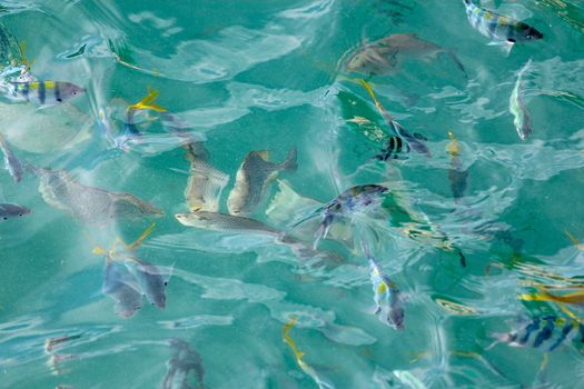 Group fish in the sea look on the boat at thailand