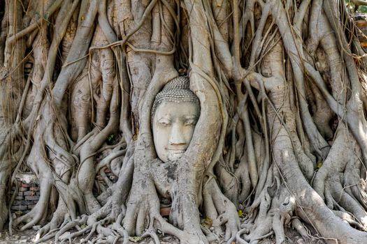 head budda status in tree roots at thailand