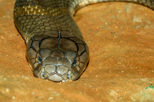 Close up big king cobra snake at thailand
