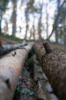 Macro photograph in natural light and moss on the branches