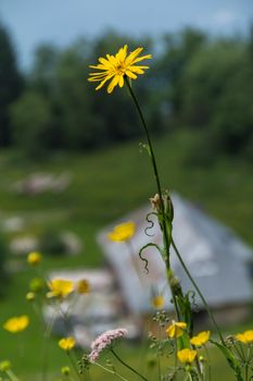 creux de la cierge,vaud,swiss