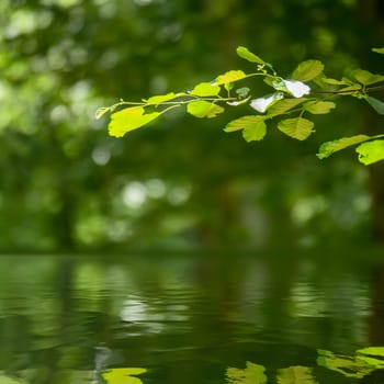 An image of a green branch reflecting in the water