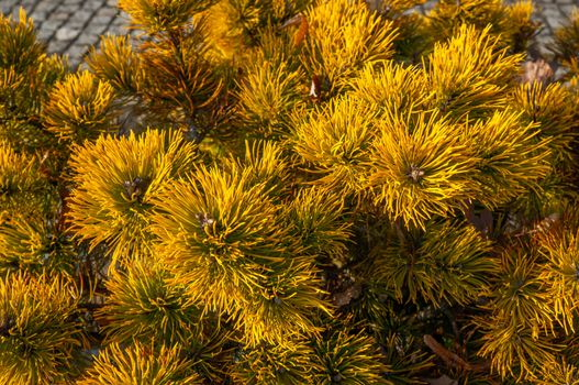 Pinus virginiana "Wate's golden", North American coniferous tree yellowed over winter