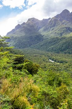 An image of a forest on the way to Doubtful Sound New Zealand