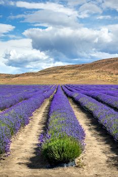An image of a lavender field in New Zealand