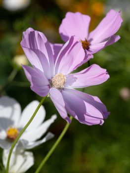 An image of a beautiful pink Cosmos bipinnatus flower